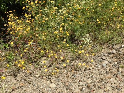 Tagetes lunulata, photographed by Oscar Alejandro Morales Juárez