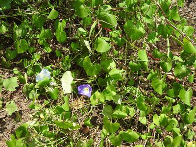 Ipomoea tricolor, photographed by Oscar Alejandro Morales Juárez