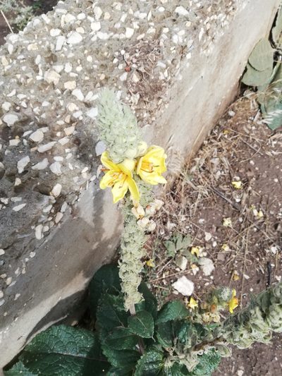 Verbascum ovalifolium, photographed by Татьяна Максимова
