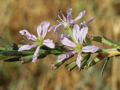 Lythrum californicum