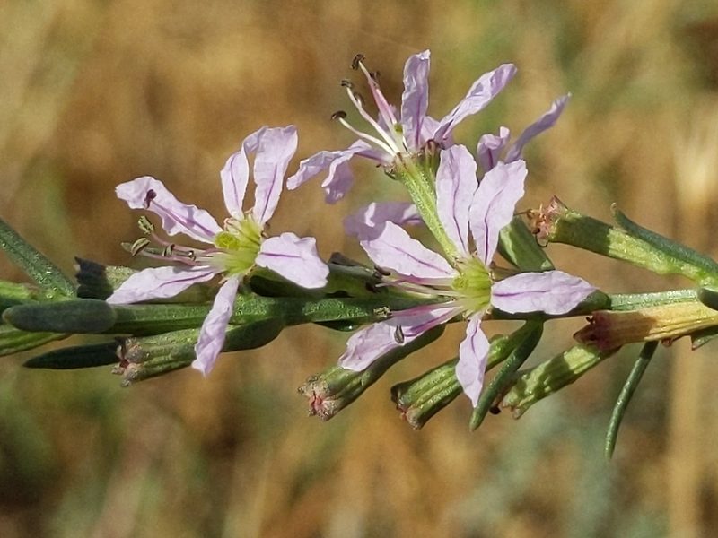Lythrum californicum, photographed by Ken-ichi Ueda