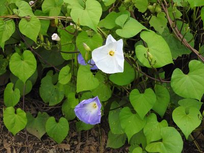 Ipomoea tricolor, photographed by Oscar Alejandro Morales Juárez