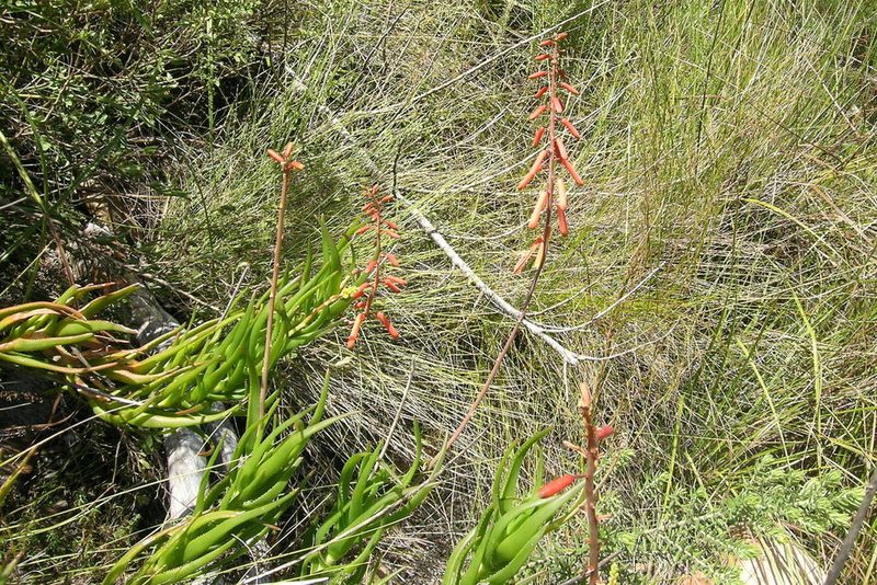 Aloiampelos decumbens, photographed by jillblignaut