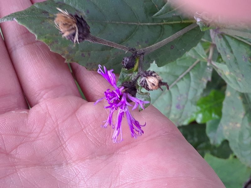 Vernonia greggii, photographed by Alejandro Gómez Maya