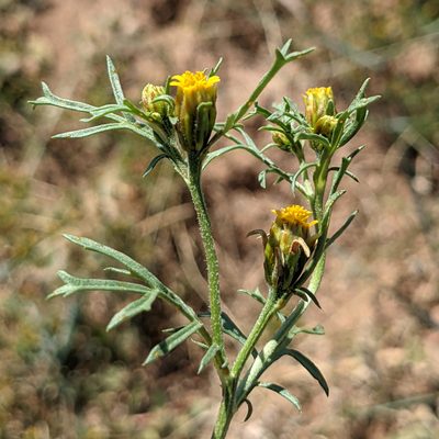 Dyssodia papposa, photographed by Dominic Gentilcore