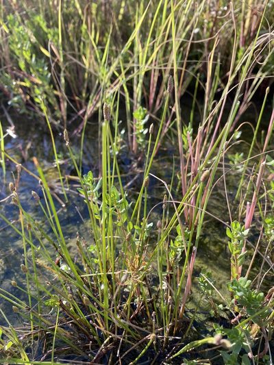 Eleocharis engelmannii, photographed by Zihao Wang