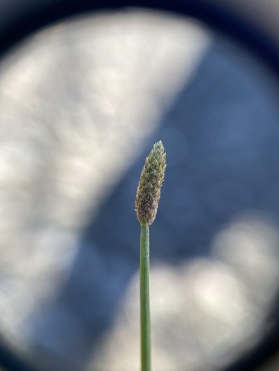 Eleocharis engelmannii, photographed by Zihao Wang
