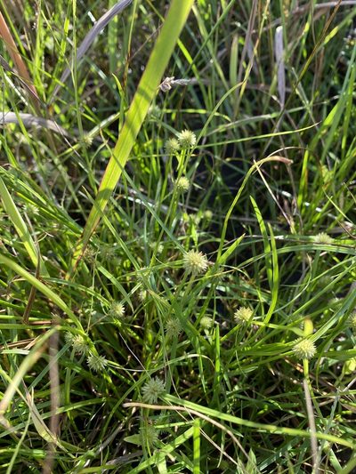 Cyperus brevifolioides, photographed by Zihao Wang