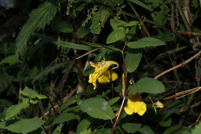 Impatiens noli-tangere, photographed by Patrick Meurin