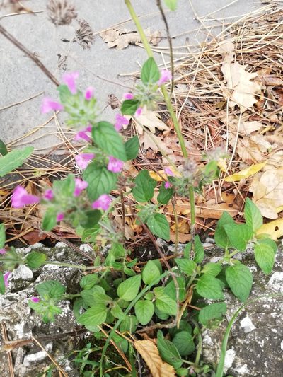 Clinopodium caucasicum, photographed by Татьяна Максимова