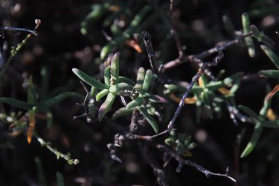 Mestoklema tuberosum, photographed by Tony Rebelo