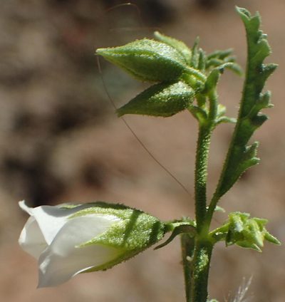 Hermannia leucantha, photographed by Nicola van Berkel