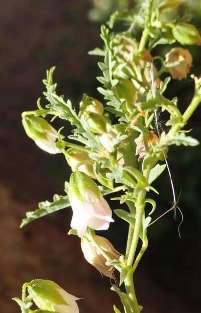 Hermannia leucantha, photographed by Nicola van Berkel