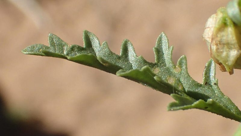 Hermannia leucantha, photographed by Nicola van Berkel