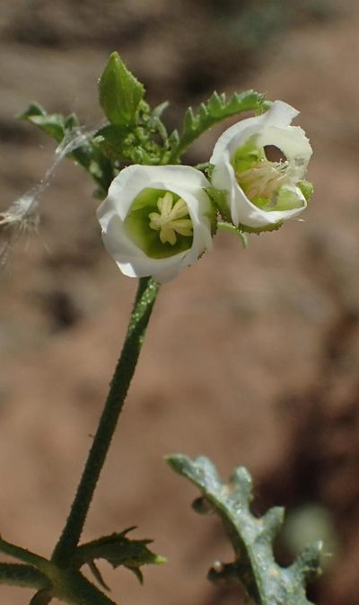 Hermannia leucantha, photographed by Nicola van Berkel