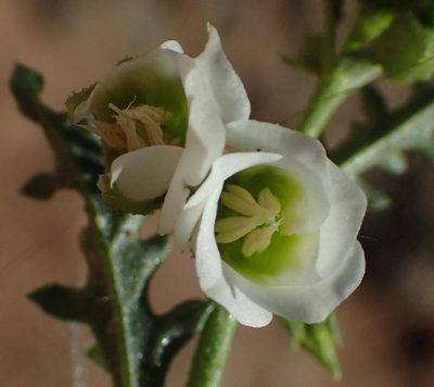 Hermannia leucantha, photographed by Nicola van Berkel