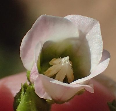 Hermannia leucantha, photographed by Nicola van Berkel