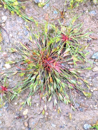 Juncus ranarius, photographed by Denys Vynokurov