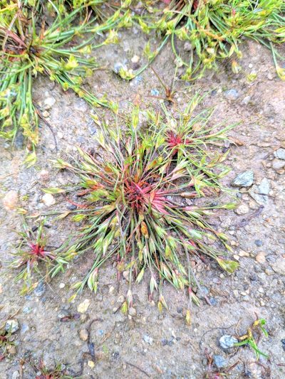 Juncus ranarius, photographed by Denys Vynokurov