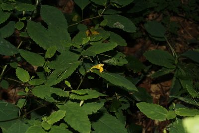Impatiens noli-tangere, photographed by Patrick Meurin