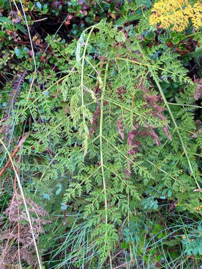 Laserpitium halleri, photographed by Denys Vynokurov