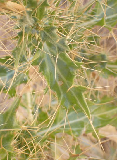 Berkheya spinosissima, photographed by Nicola van Berkel