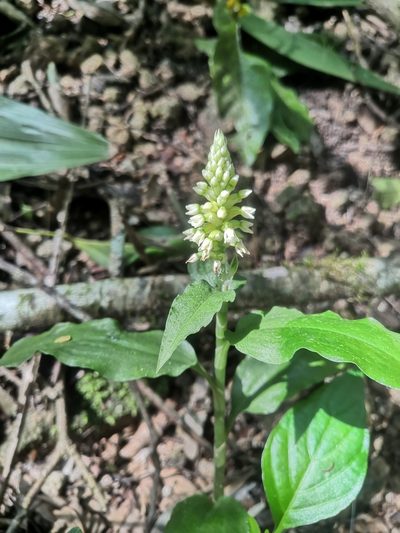 Microchilus querceticola, photographed by Ana Nuño