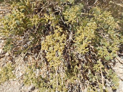 Zygophyllum decumbens, photographed by Nicola van Berkel