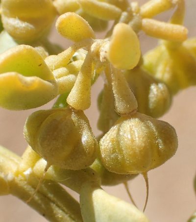 Zygophyllum decumbens, photographed by Nicola van Berkel