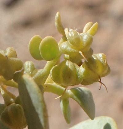 Zygophyllum decumbens, photographed by Nicola van Berkel