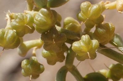 Zygophyllum decumbens, photographed by Nicola van Berkel
