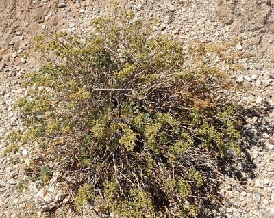 Zygophyllum decumbens, photographed by Nicola van Berkel