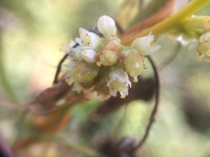 Cuscuta gronovii, photographed by Étienne Lacroix-Carignan