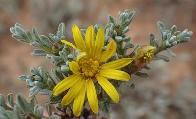 Oedera oppositifolia, photographed by Nicola van Berkel