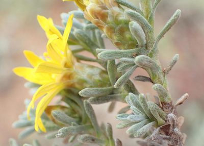 Oedera oppositifolia, photographed by Nicola van Berkel