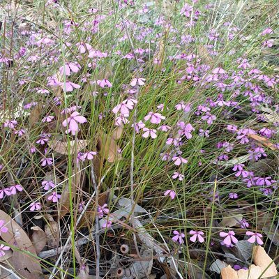 Tetratheca juncea, photographed by Shelomi Doyle
