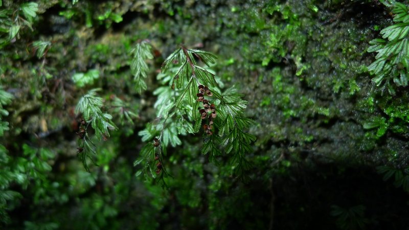 Hymenophyllum peltatum, photographed by Sarah Richardson