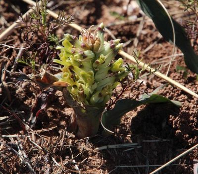 Lachenalia marginata, photographed by Tony Rebelo