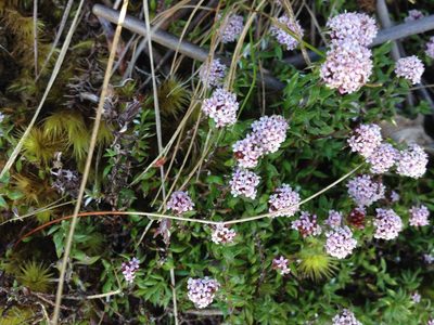 Stoebe prostrata, photographed by Caroline Voget