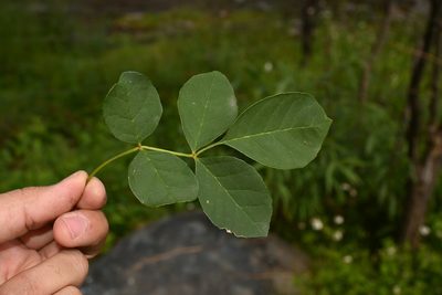 Fraxinus papillosa, photographed by Dante S. Figueroa