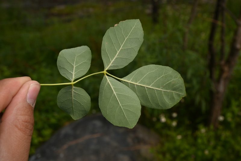 Fraxinus papillosa, photographed by Dante S. Figueroa