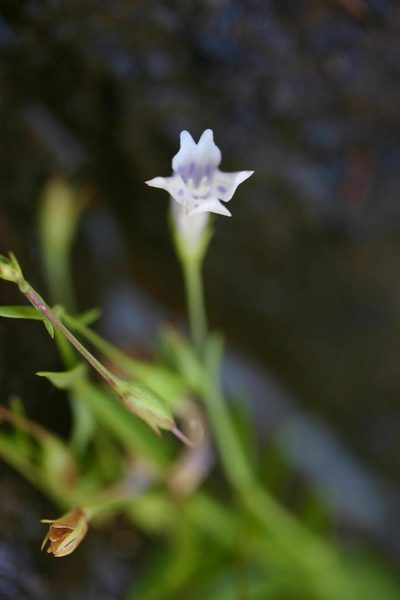 Lindernia parviflora, photographed by jillblignaut