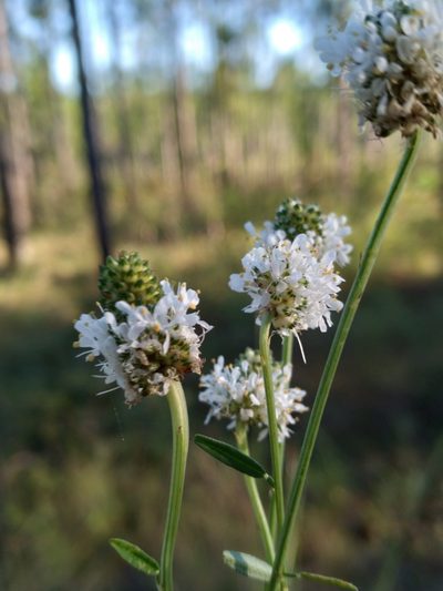 Dalea mountjoyae, photographed by Scott Ward