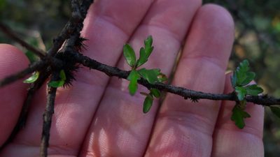 Pittosporum divaricatum, photographed by Sarah Richardson