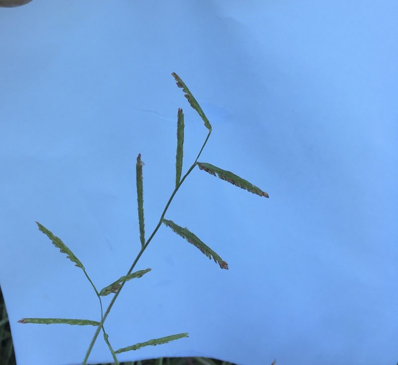Paspalum denticulatum, photographed by Martha Richeson