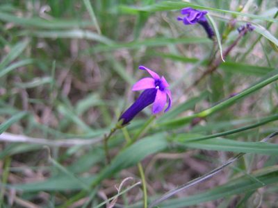 Siphocodon spartioides, photographed by jillblignaut