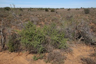 Asparagus burchellii, photographed by Tony Rebelo