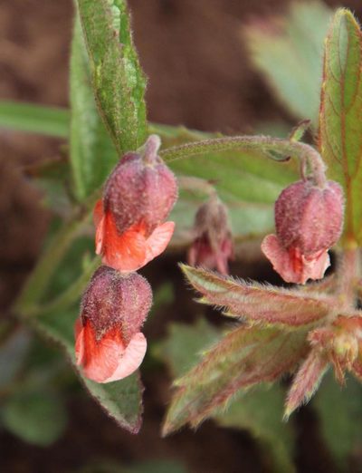 Hermannia cristata, photographed by Tony Rebelo