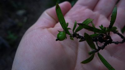Coprosma linariifolia, photographed by Sarah Richardson