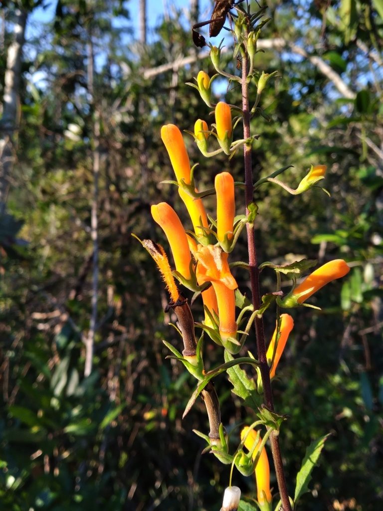 Macranthera flammea, photographed by Scott Ward